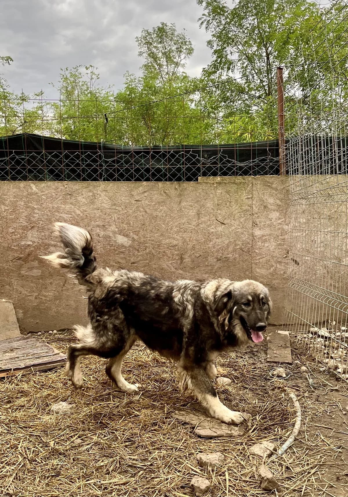 Misha, female Mixed Breed for adoption at Glückshunde Schweiz, Glueckshunde photo 3