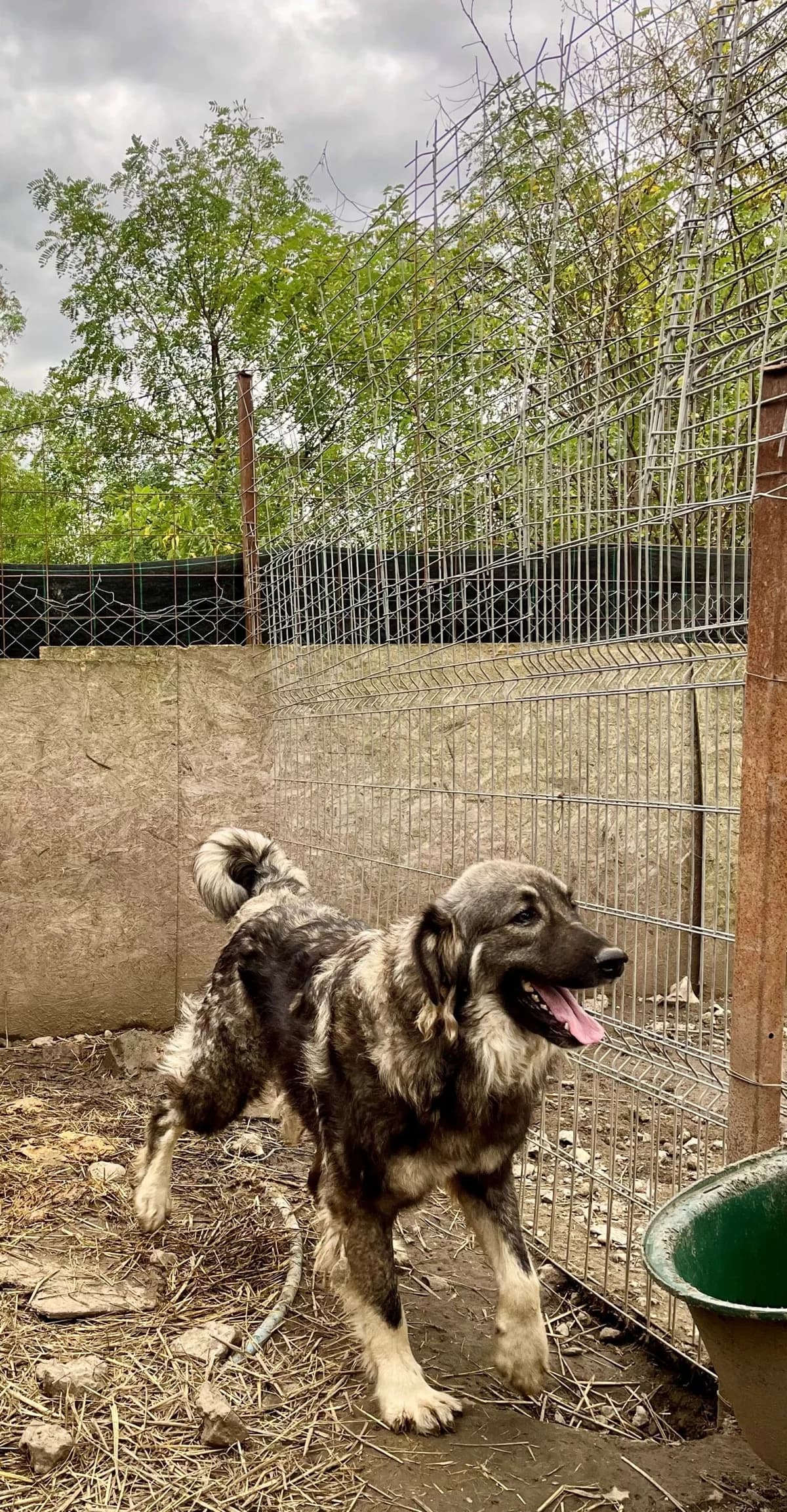Misha, female Mixed Breed for adoption at Glückshunde Schweiz, Glueckshunde photo 4
