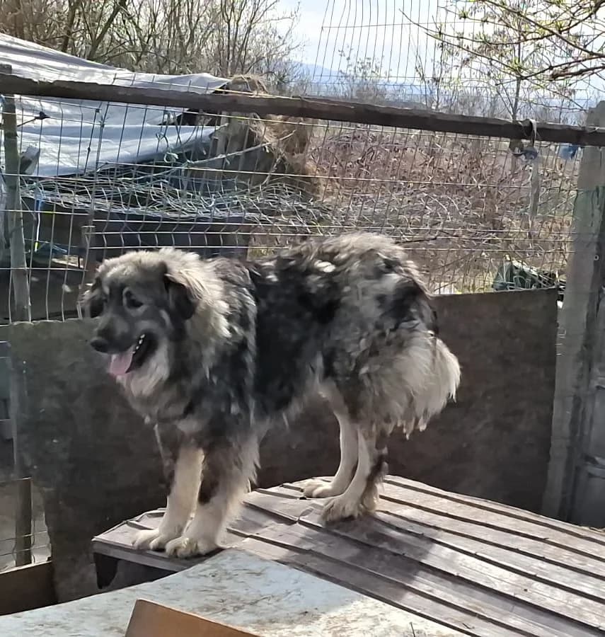 Misha, female Mixed Breed for adoption at Glückshunde Schweiz, Glueckshunde photo 5