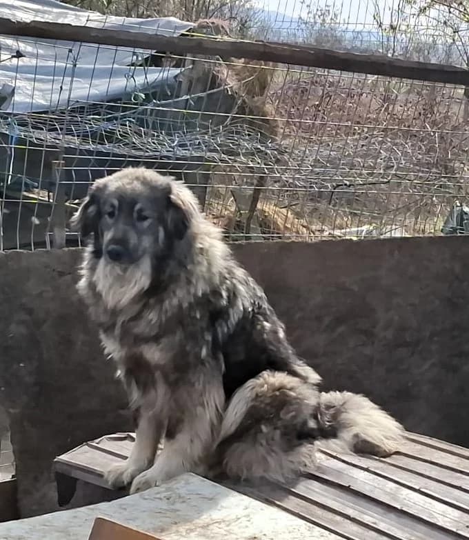 Misha, female Mixed Breed for adoption at Glückshunde Schweiz, Glueckshunde photo 6