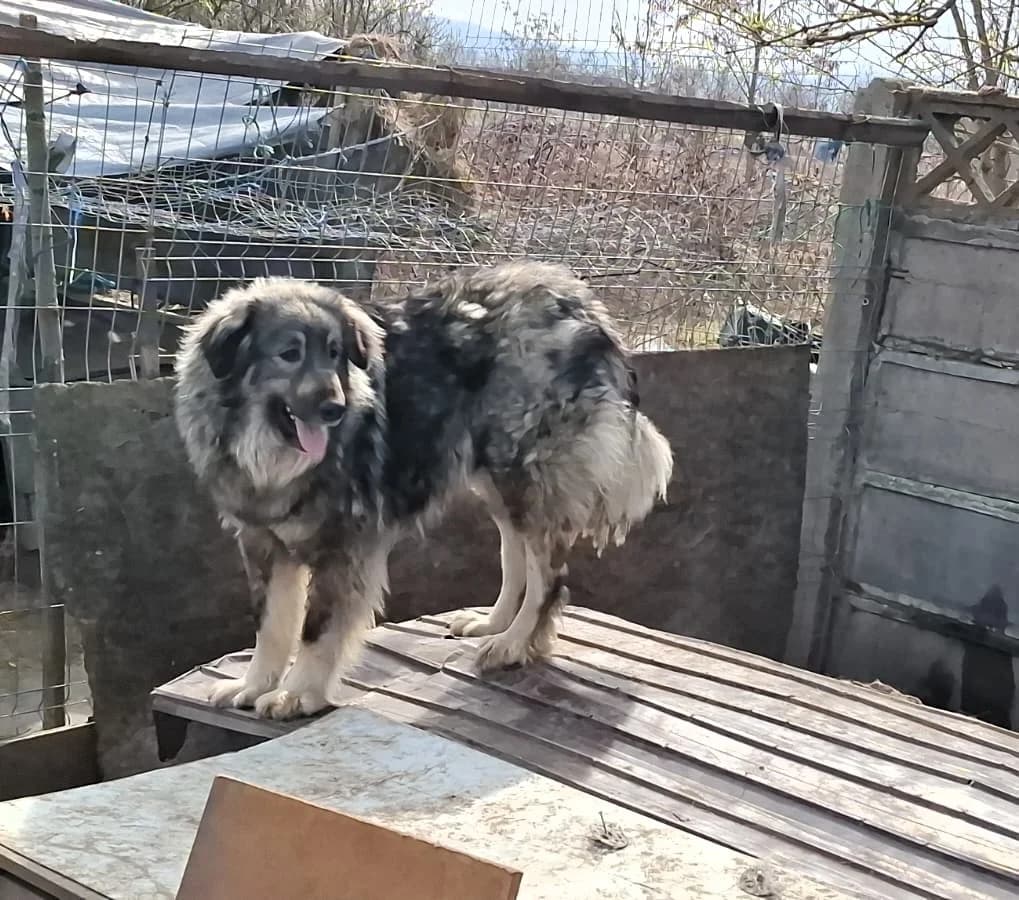 Misha, female Mixed Breed for adoption at Glückshunde Schweiz, Glueckshunde photo 7