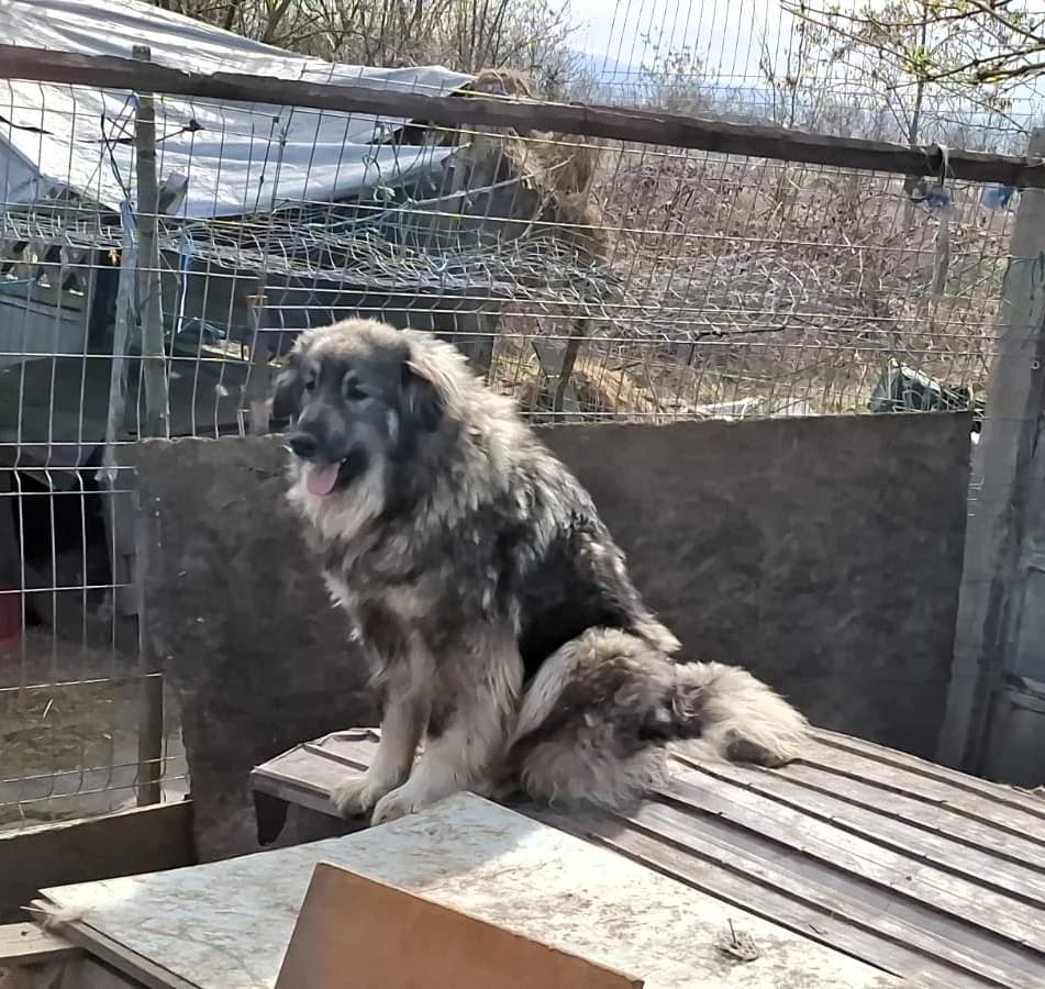 Misha, female Mixed Breed for adoption at Glückshunde Schweiz, Glueckshunde photo 8