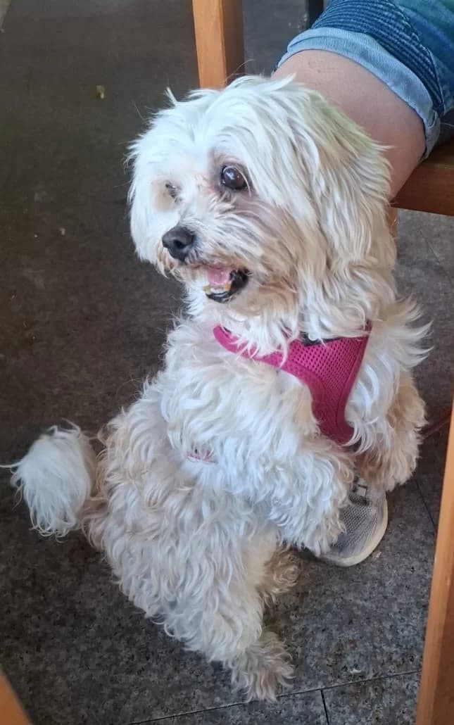 Misha, female 6yo Mixed Breed for adoption at Glückshunde Schweiz, Glueckshunde