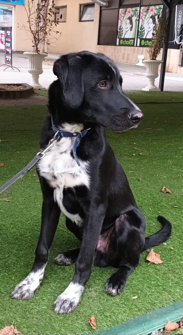 Morris, male Mixed Breed for adoption at Glueckshunde