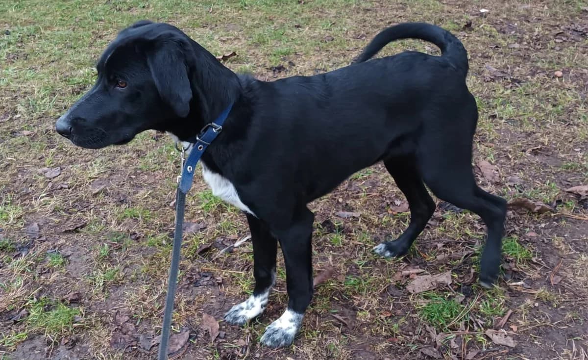 Morris, male Mixed Breed for adoption at Glückshunde Schweiz, Glueckshunde photo 3