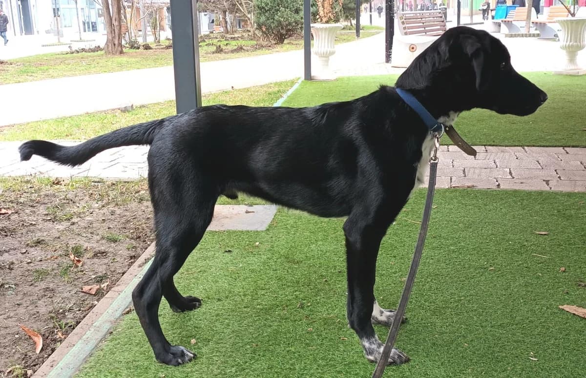 Morris, male Mixed Breed for adoption at Glückshunde Schweiz, Glueckshunde photo 4