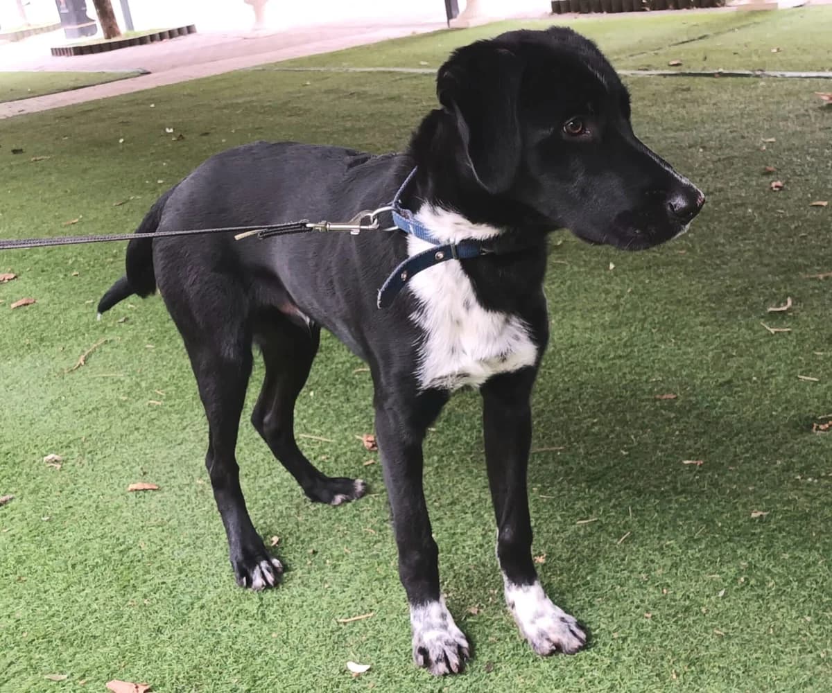 Morris, male Mixed Breed for adoption at Glückshunde Schweiz, Glueckshunde photo 5