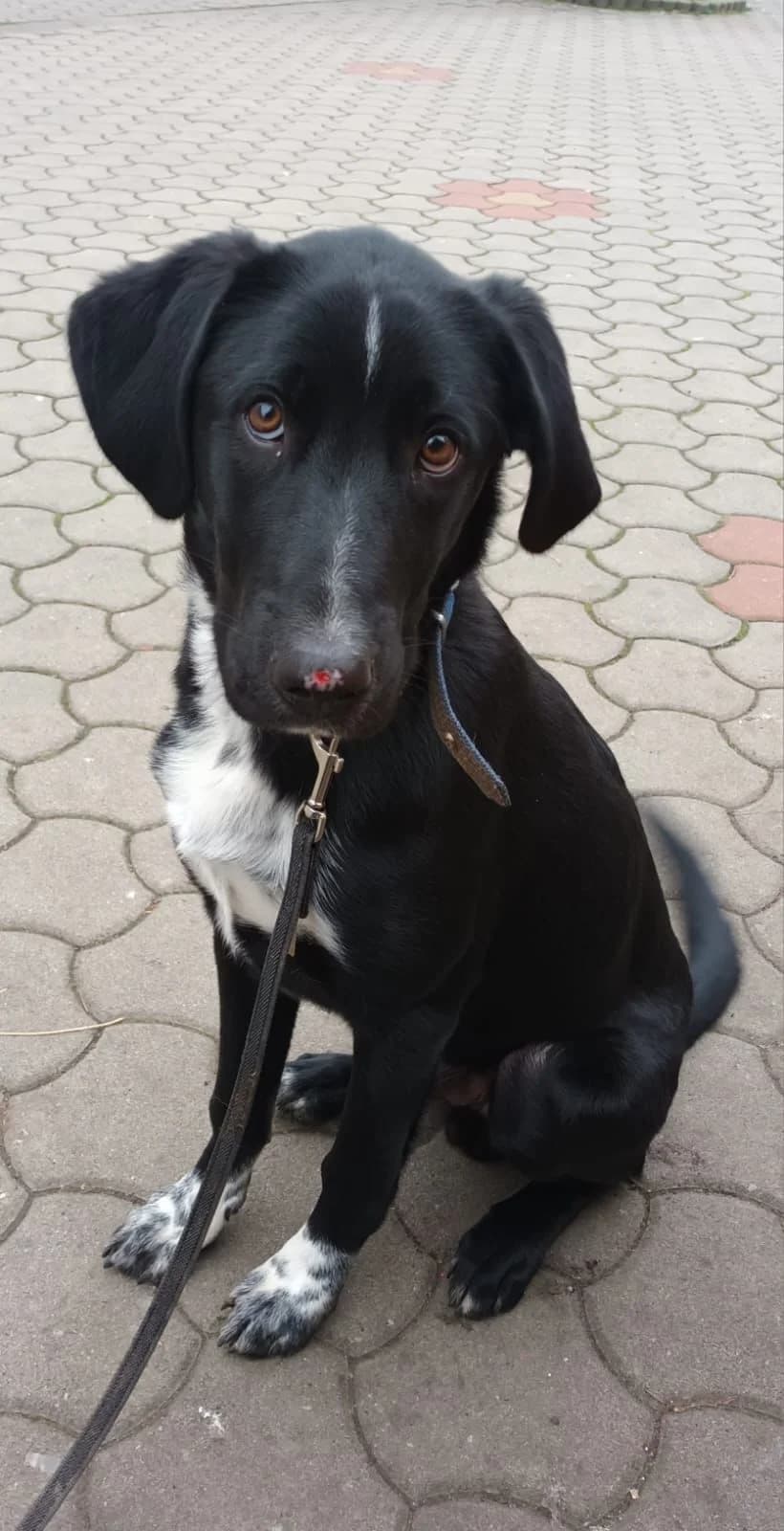 Morris, male Mixed Breed for adoption at Glückshunde Schweiz, Glueckshunde photo 7