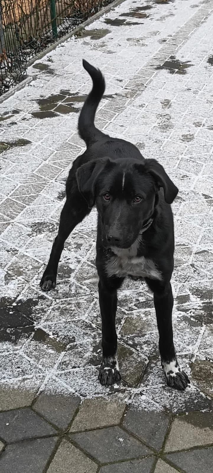 Morris, male Mixed Breed for adoption at Glückshunde Schweiz, Glueckshunde photo 8