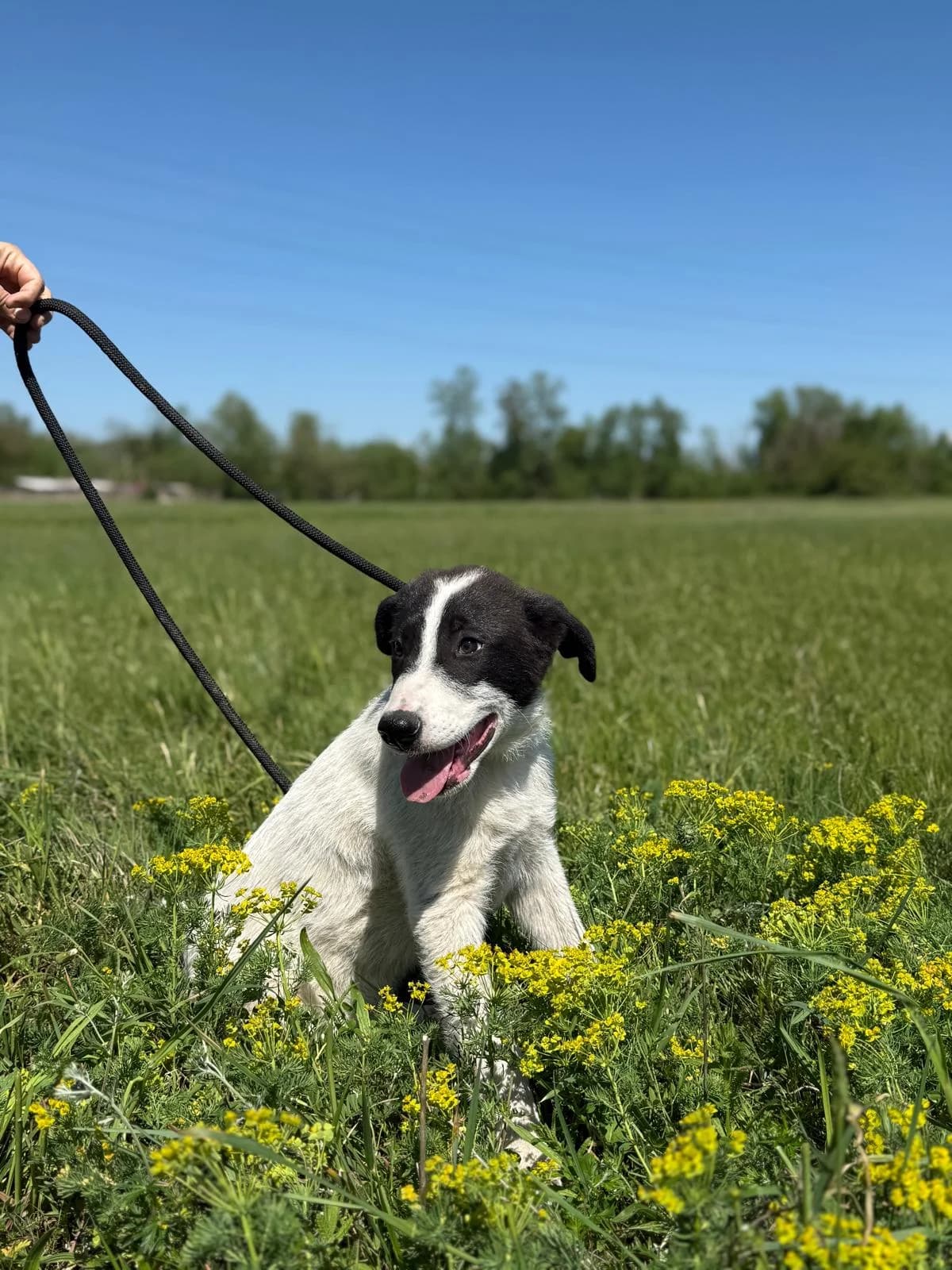 Nando, male Mixed Breed for adoption at Glueckshunde