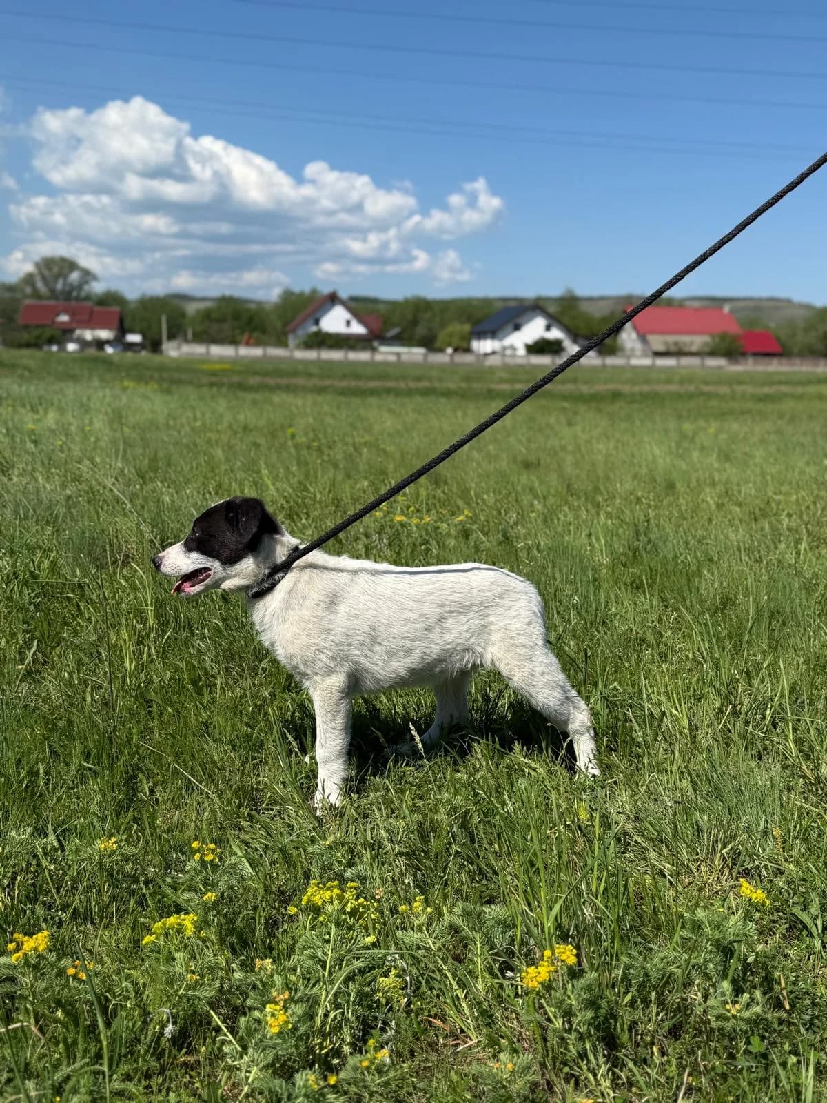 Nando, male Mixed Breed for adoption at Glückshunde Schweiz, Glueckshunde photo 2