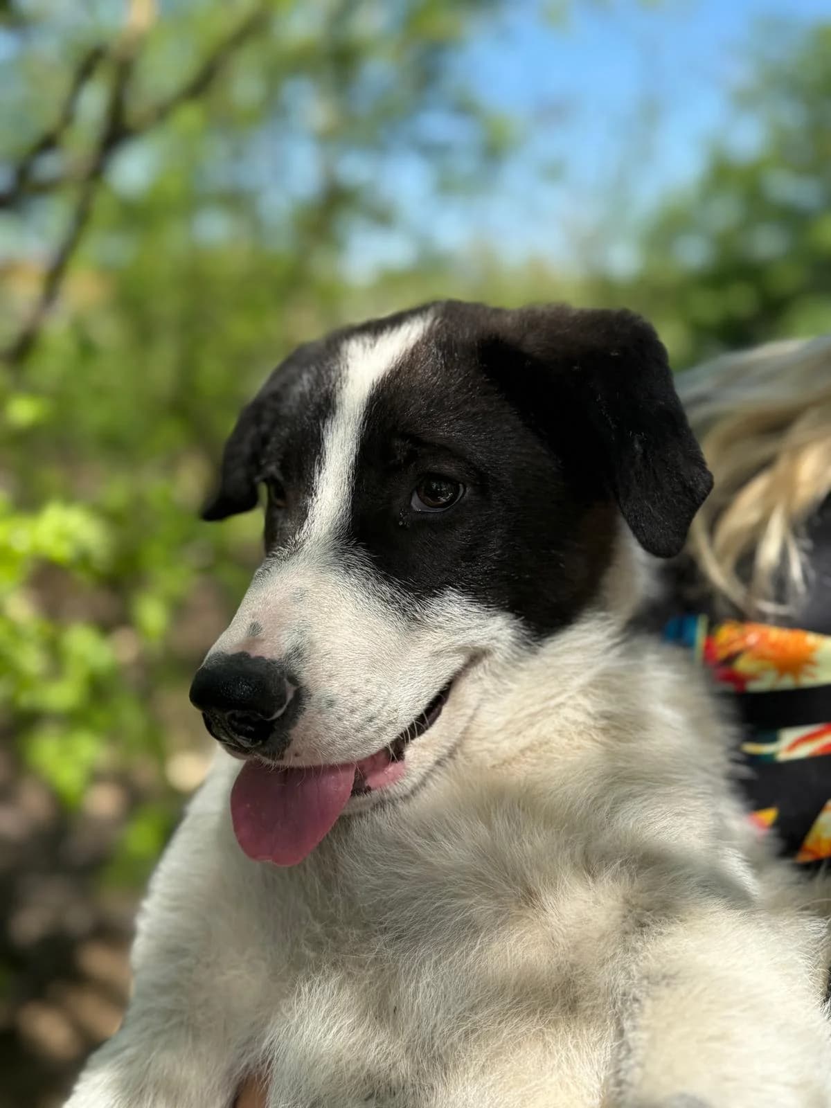 Nando, male Mixed Breed for adoption at Glückshunde Schweiz, Glueckshunde photo 3