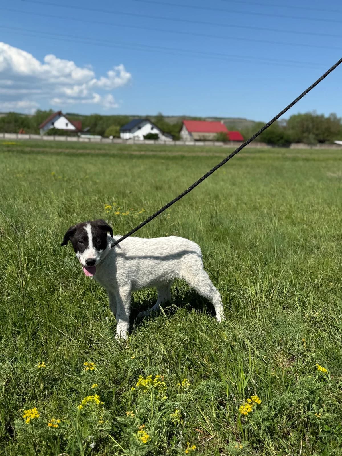Nando, male Mixed Breed for adoption at Glückshunde Schweiz, Glueckshunde photo 4