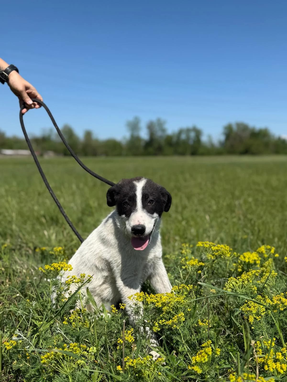 Nando, male Mixed Breed for adoption at Glückshunde Schweiz, Glueckshunde photo 5