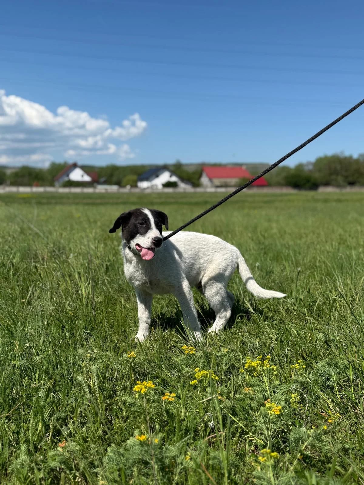 Nando, male Mixed Breed for adoption at Glückshunde Schweiz, Glueckshunde photo 6