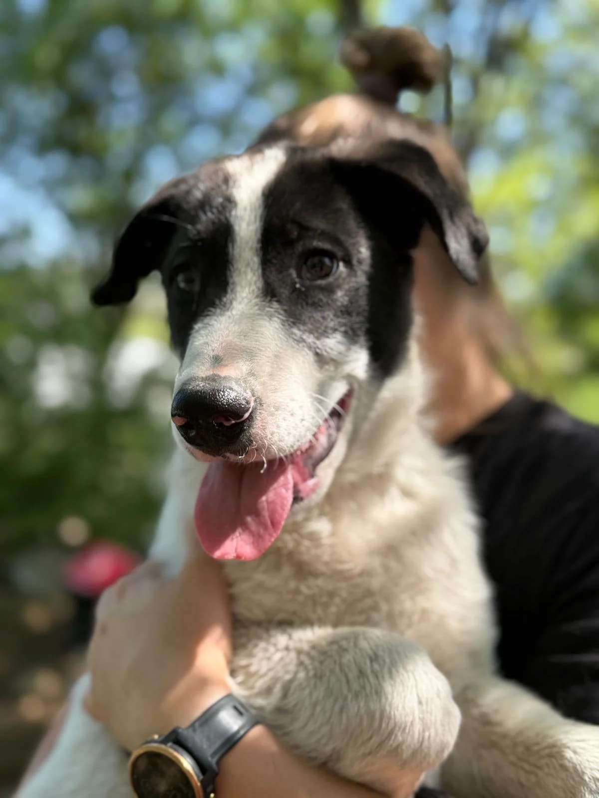 Nando, male Mixed Breed for adoption at Glückshunde Schweiz, Glueckshunde photo 7
