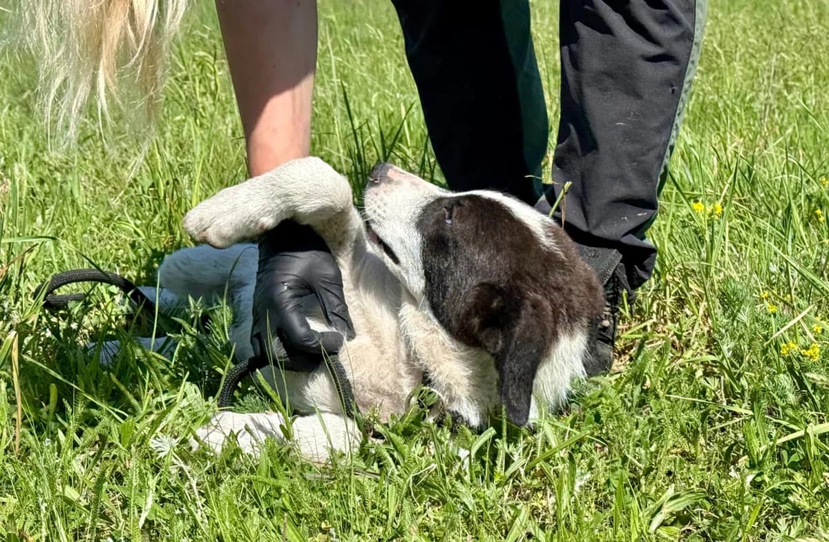Nando, male Mixed Breed for adoption at Glückshunde Schweiz, Glueckshunde photo 8