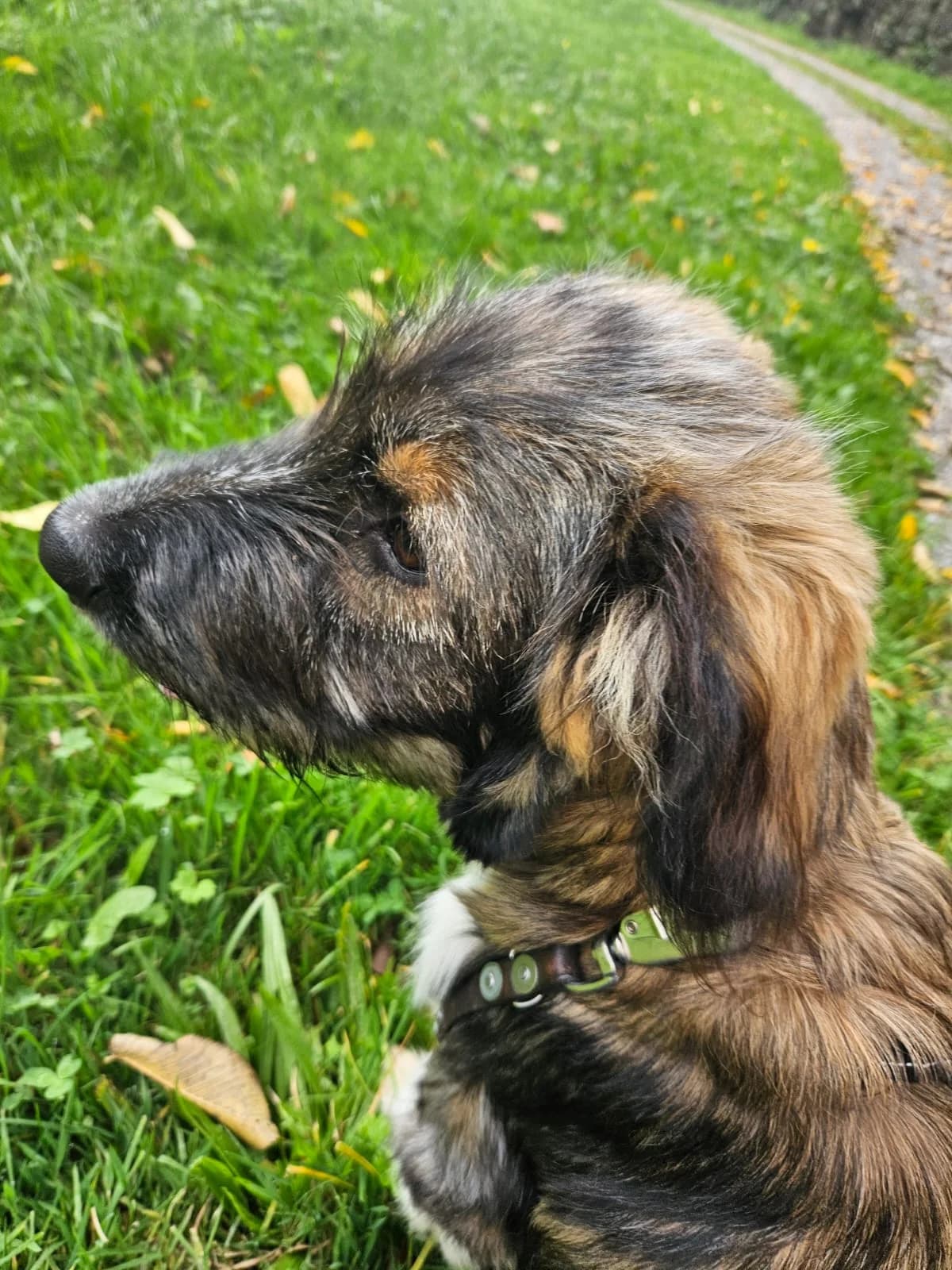 Nero, male young Mixed Breed for adoption at Glückshunde Schweiz, Glueckshunde