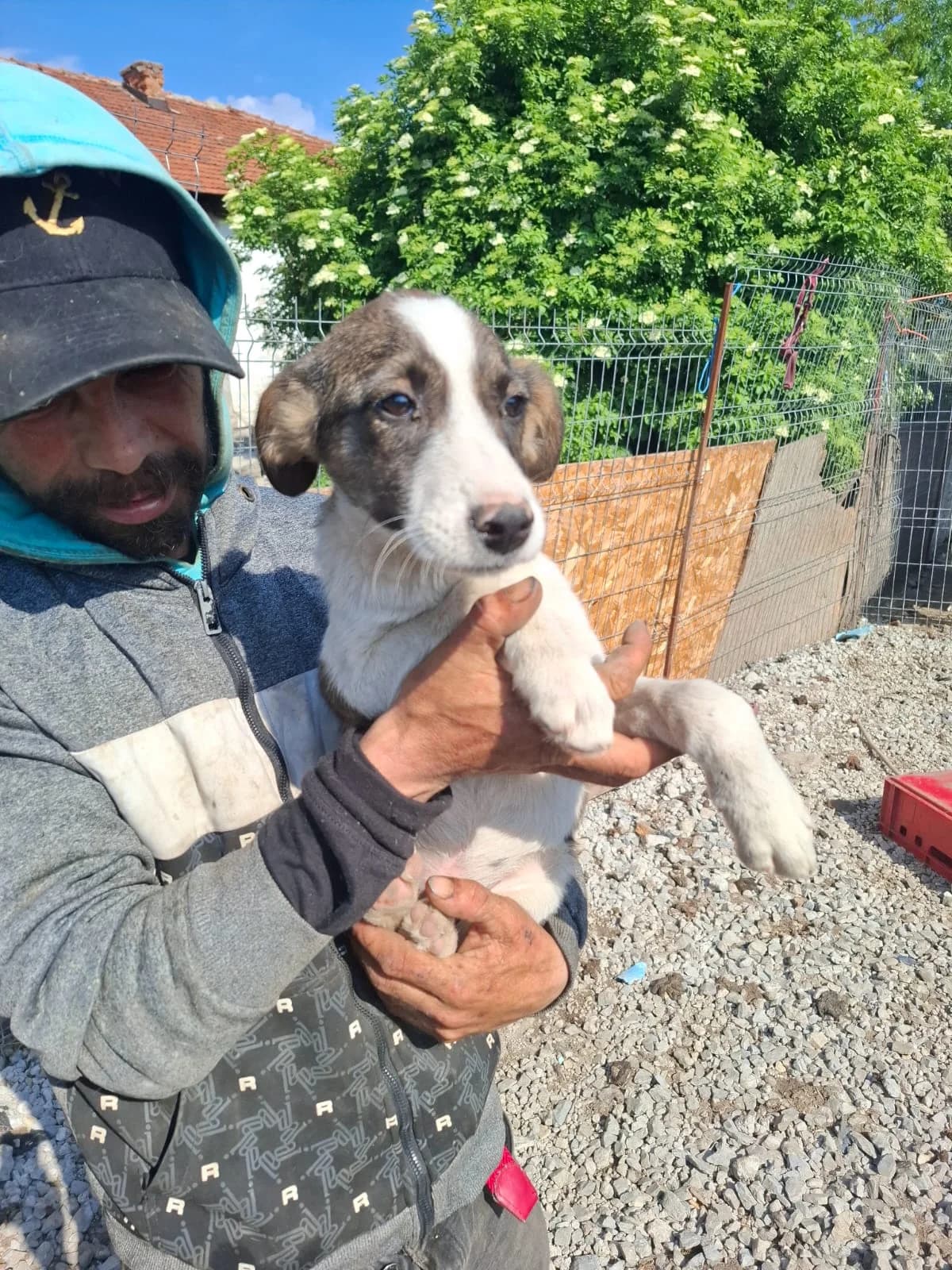 Nino, male puppy Mixed Breed for adoption at Glückshunde Schweiz, Glueckshunde