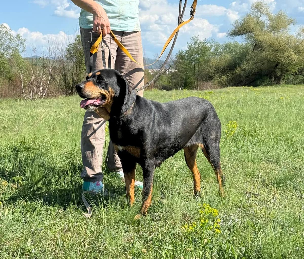 Daska, female Mixed Breed for adoption at Glueckshunde