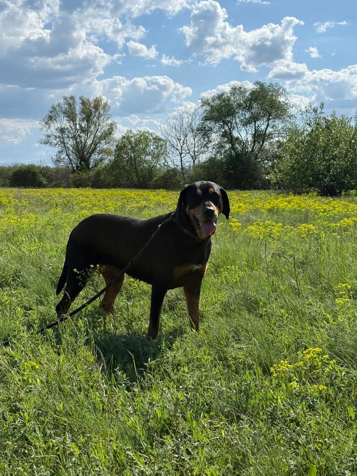 Daska, female Mixed Breed for adoption at Glückshunde Schweiz, Glueckshunde photo 2