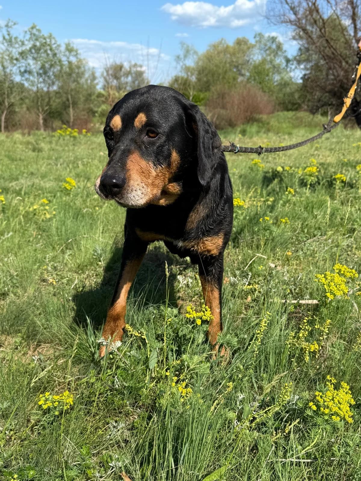 Daska, female Mixed Breed for adoption at Glückshunde Schweiz, Glueckshunde photo 3