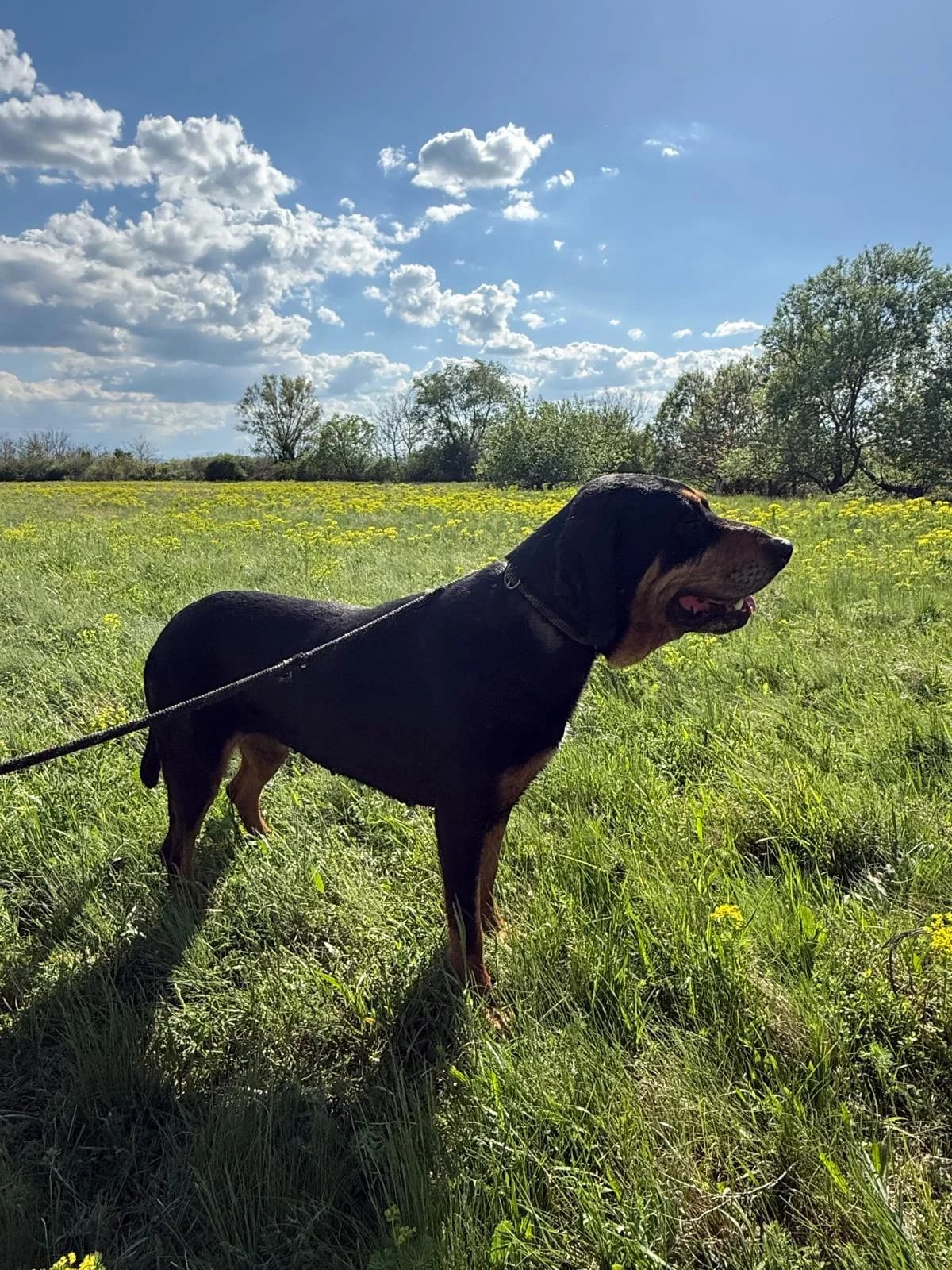 Daska, female Mixed Breed for adoption at Glückshunde Schweiz, Glueckshunde photo 4