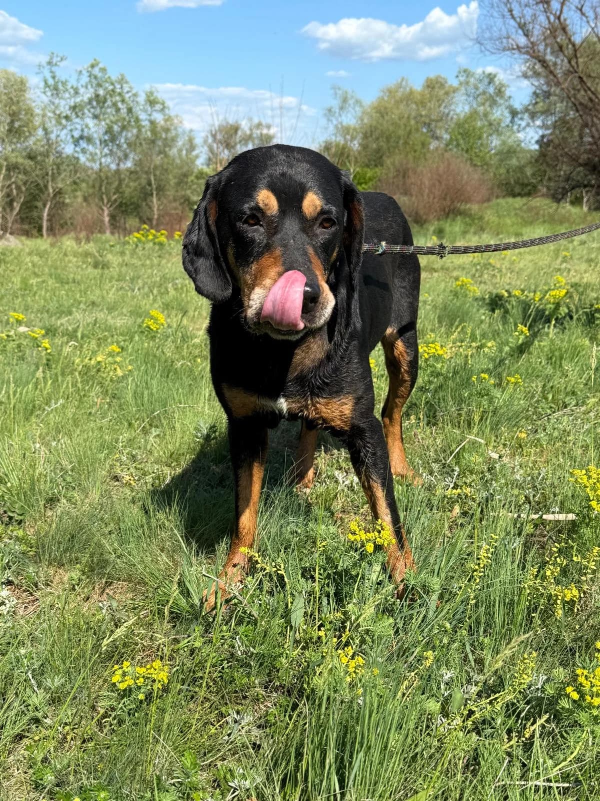 Daska, female Mixed Breed for adoption at Glückshunde Schweiz, Glueckshunde photo 5