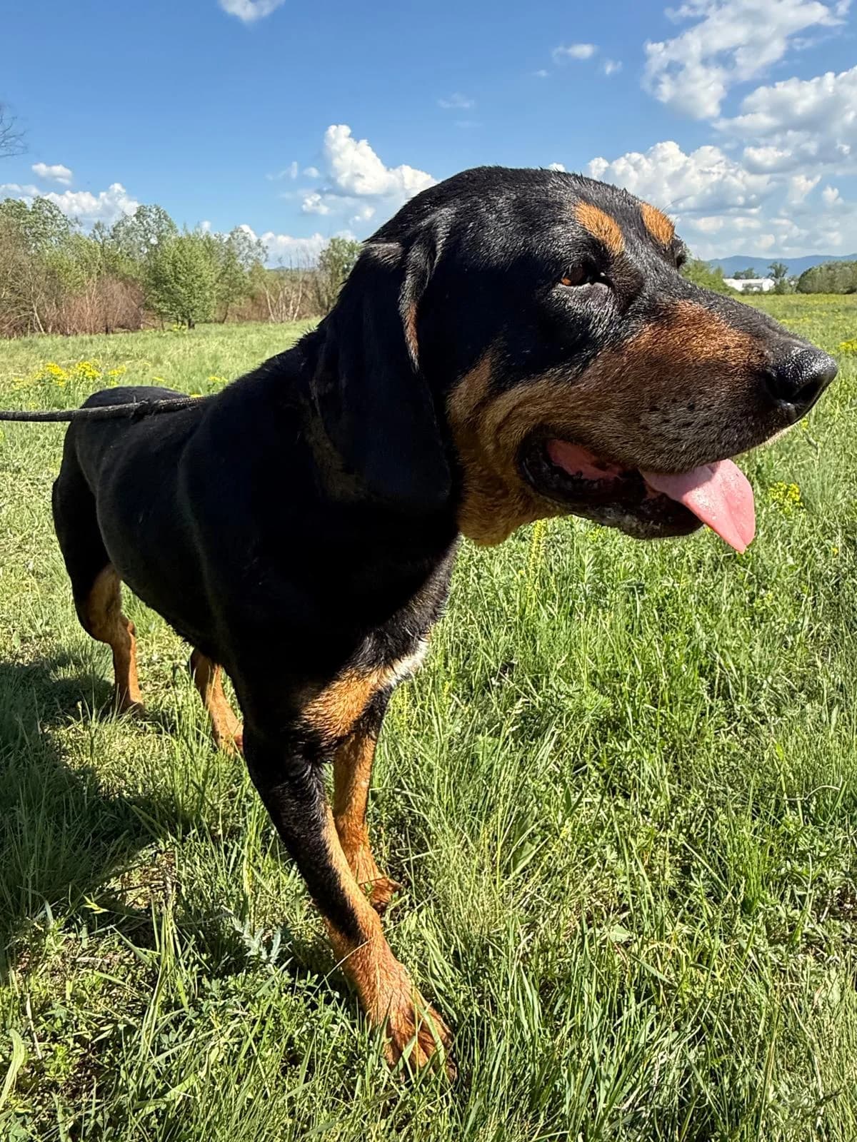 Daska, female Mixed Breed for adoption at Glückshunde Schweiz, Glueckshunde photo 6