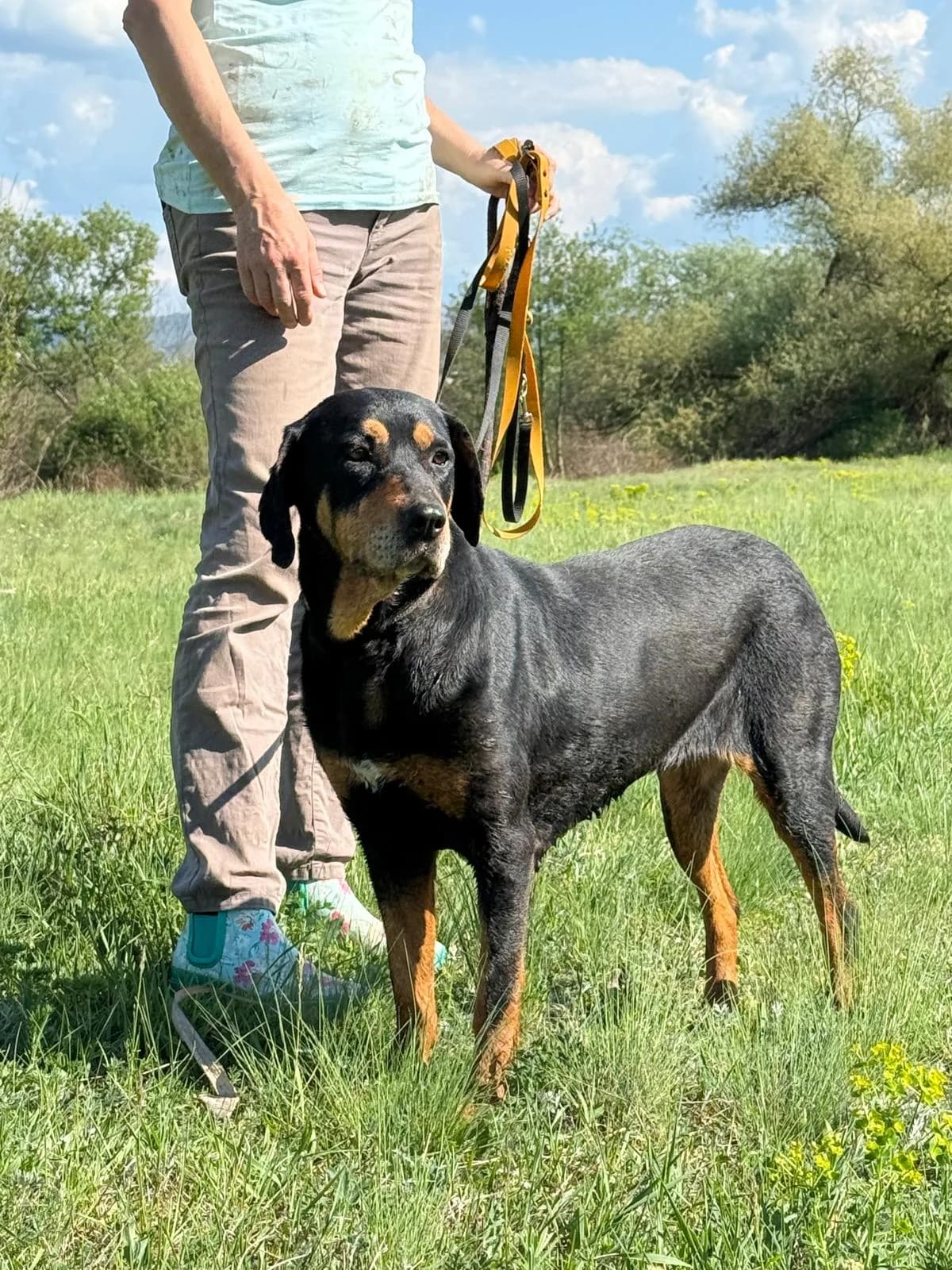 Daska, female Mixed Breed for adoption at Glückshunde Schweiz, Glueckshunde photo 7