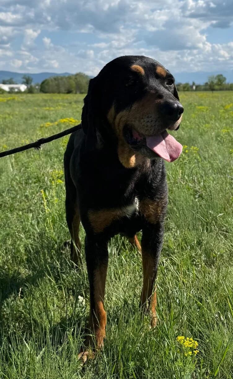 Daska, female Mixed Breed for adoption at Glückshunde Schweiz, Glueckshunde photo 8