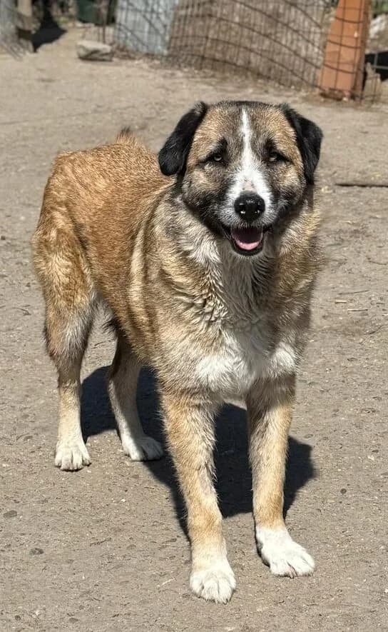 Olivia, female Mixed Breed for adoption at Glueckshunde