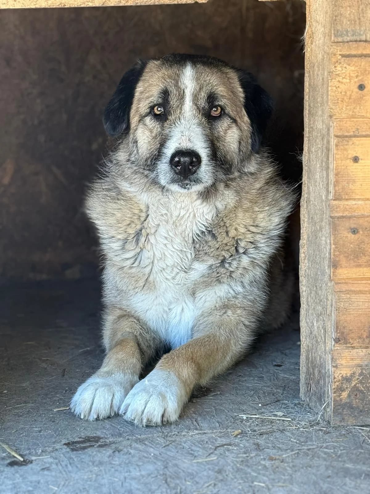 Olivia, female Mixed Breed for adoption at Glückshunde Schweiz, Glueckshunde photo 2