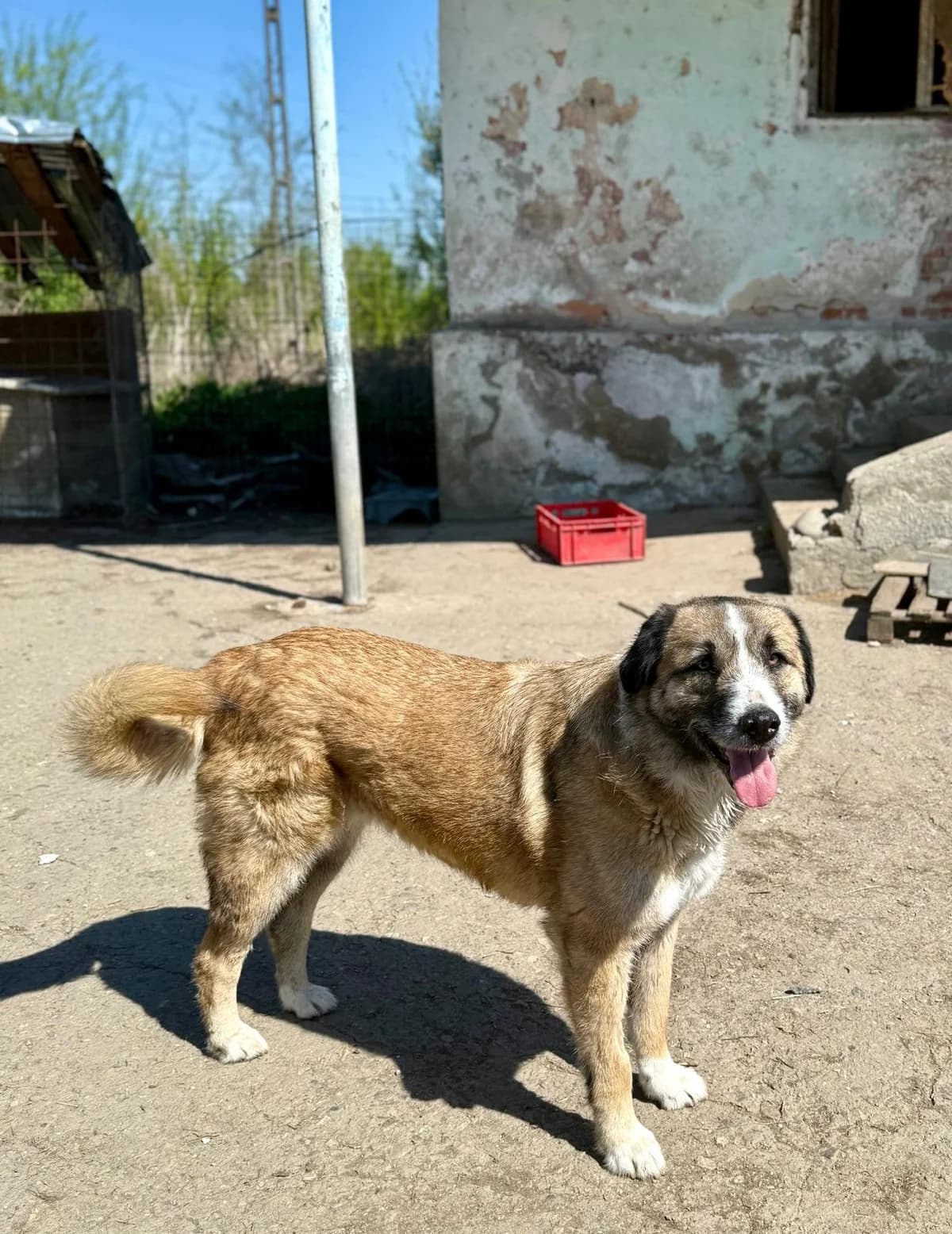 Olivia, female Mixed Breed for adoption at Glückshunde Schweiz, Glueckshunde photo 3