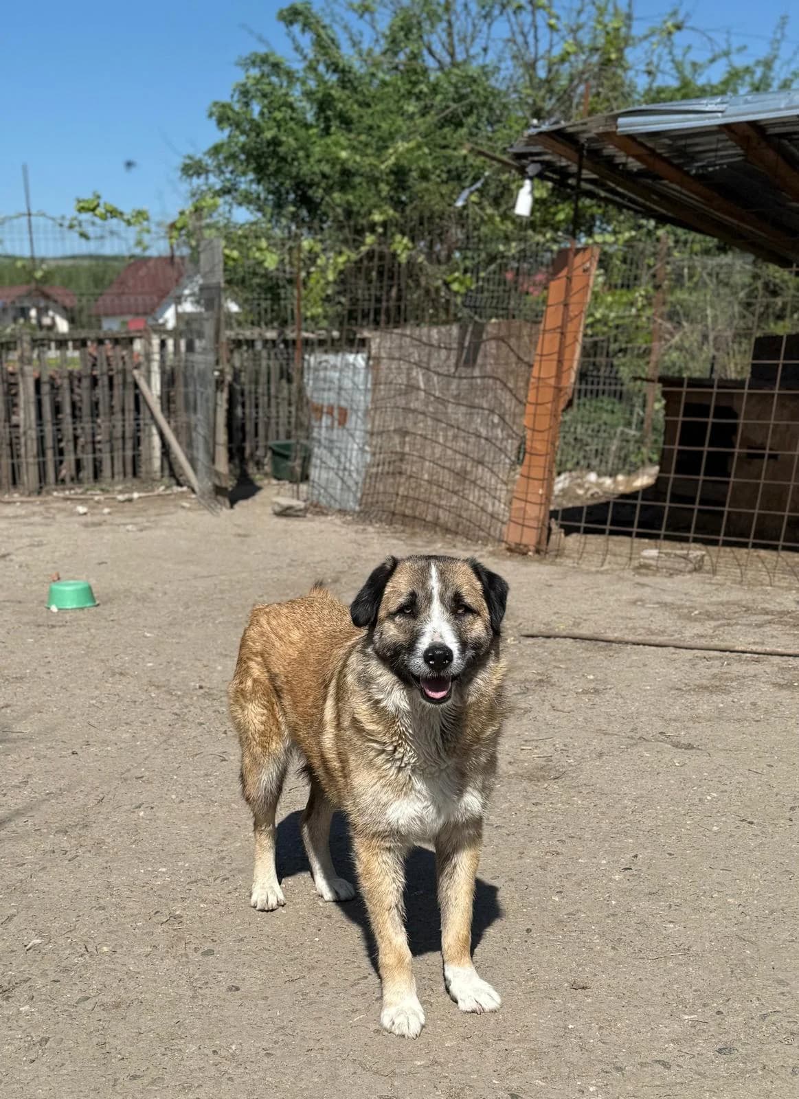 Olivia, female Mixed Breed for adoption at Glückshunde Schweiz, Glueckshunde photo 4