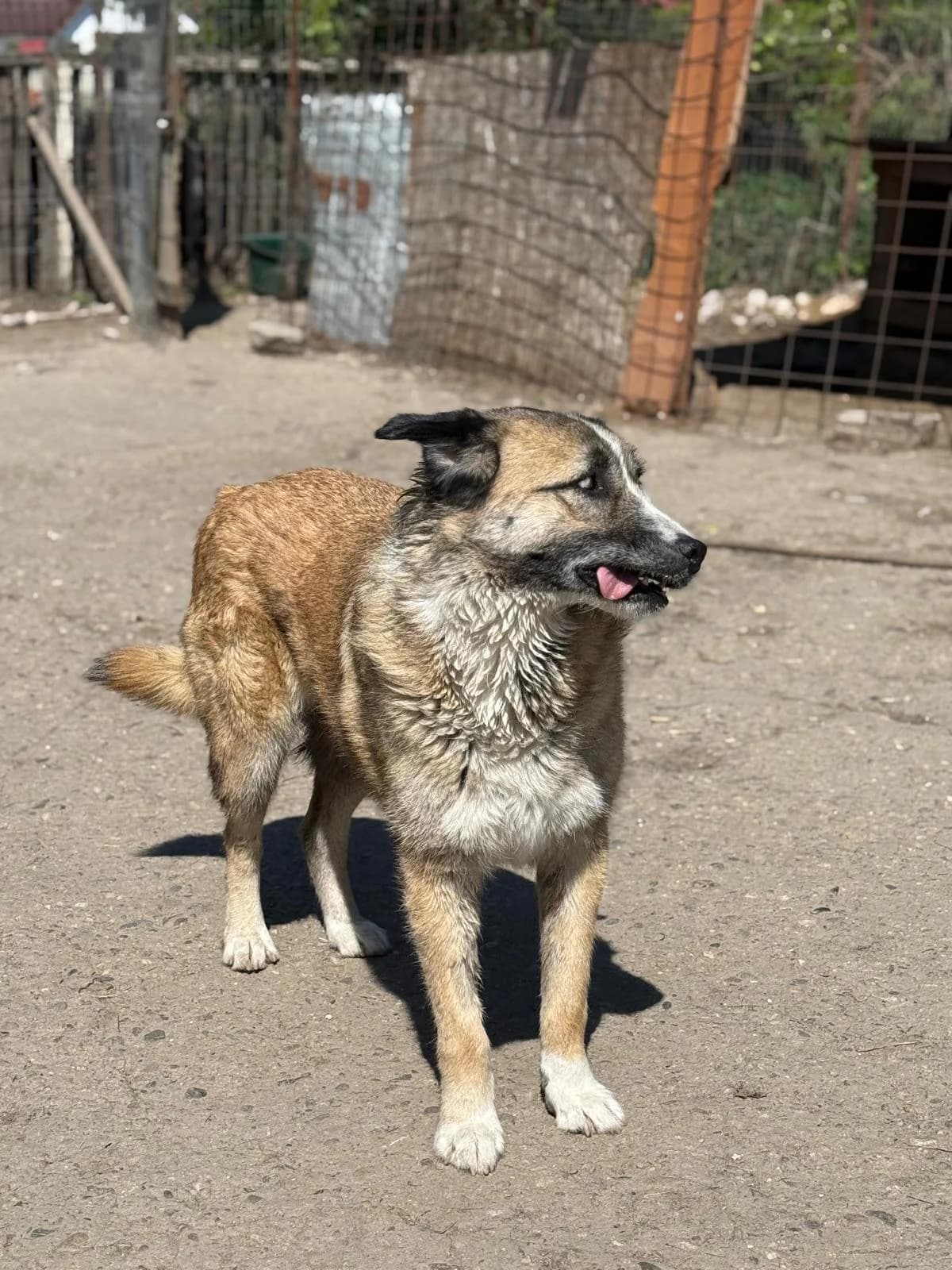 Olivia, female Mixed Breed for adoption at Glückshunde Schweiz, Glueckshunde photo 5