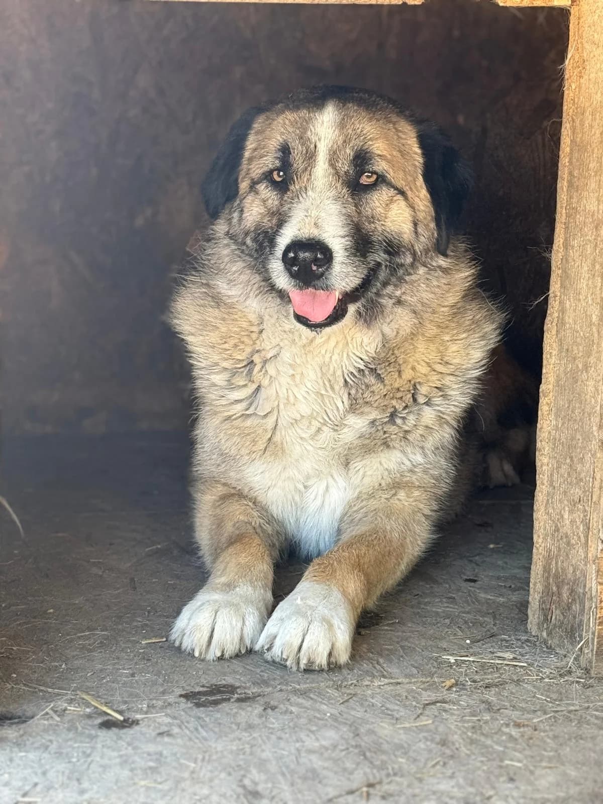 Olivia, female Mixed Breed for adoption at Glückshunde Schweiz, Glueckshunde photo 6