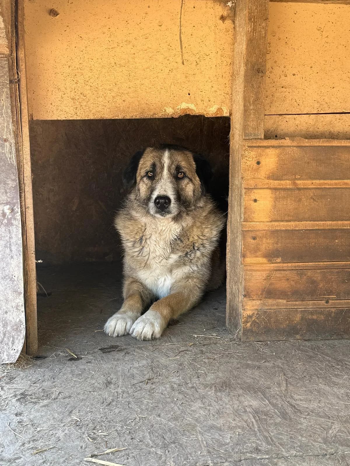 Olivia, female Mixed Breed for adoption at Glückshunde Schweiz, Glueckshunde photo 7