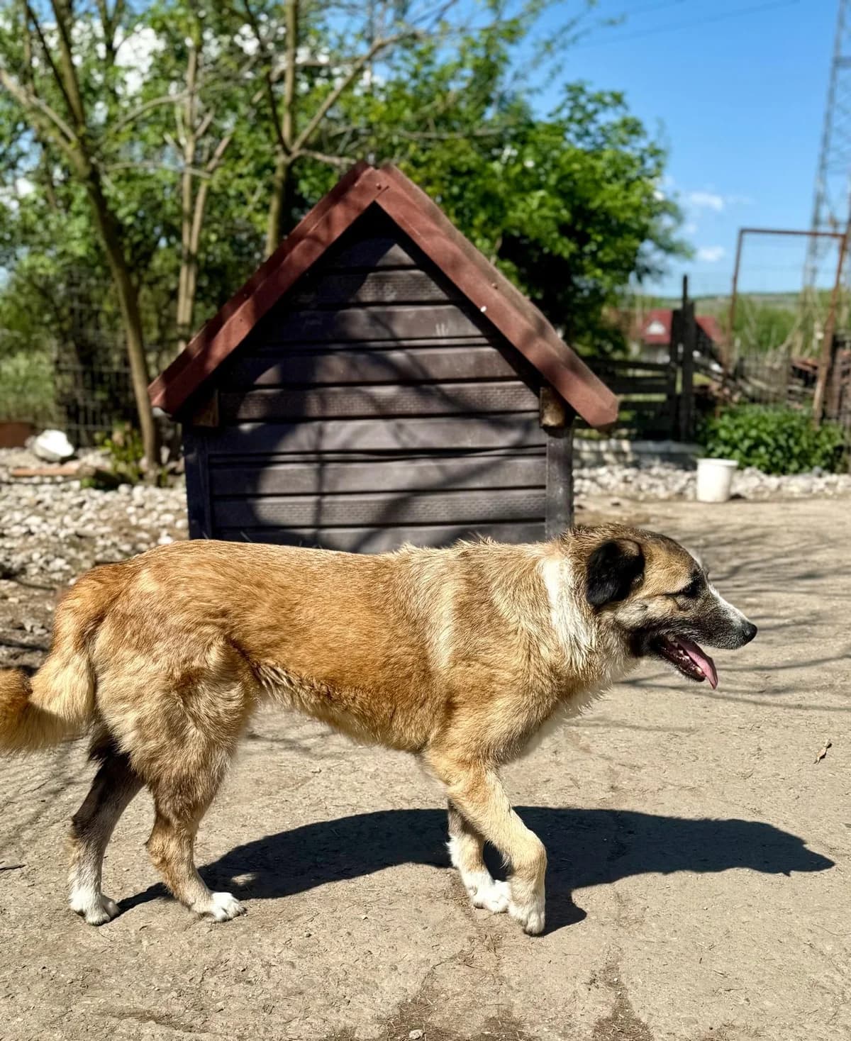 Olivia, female Mixed Breed for adoption at Glückshunde Schweiz, Glueckshunde photo 8