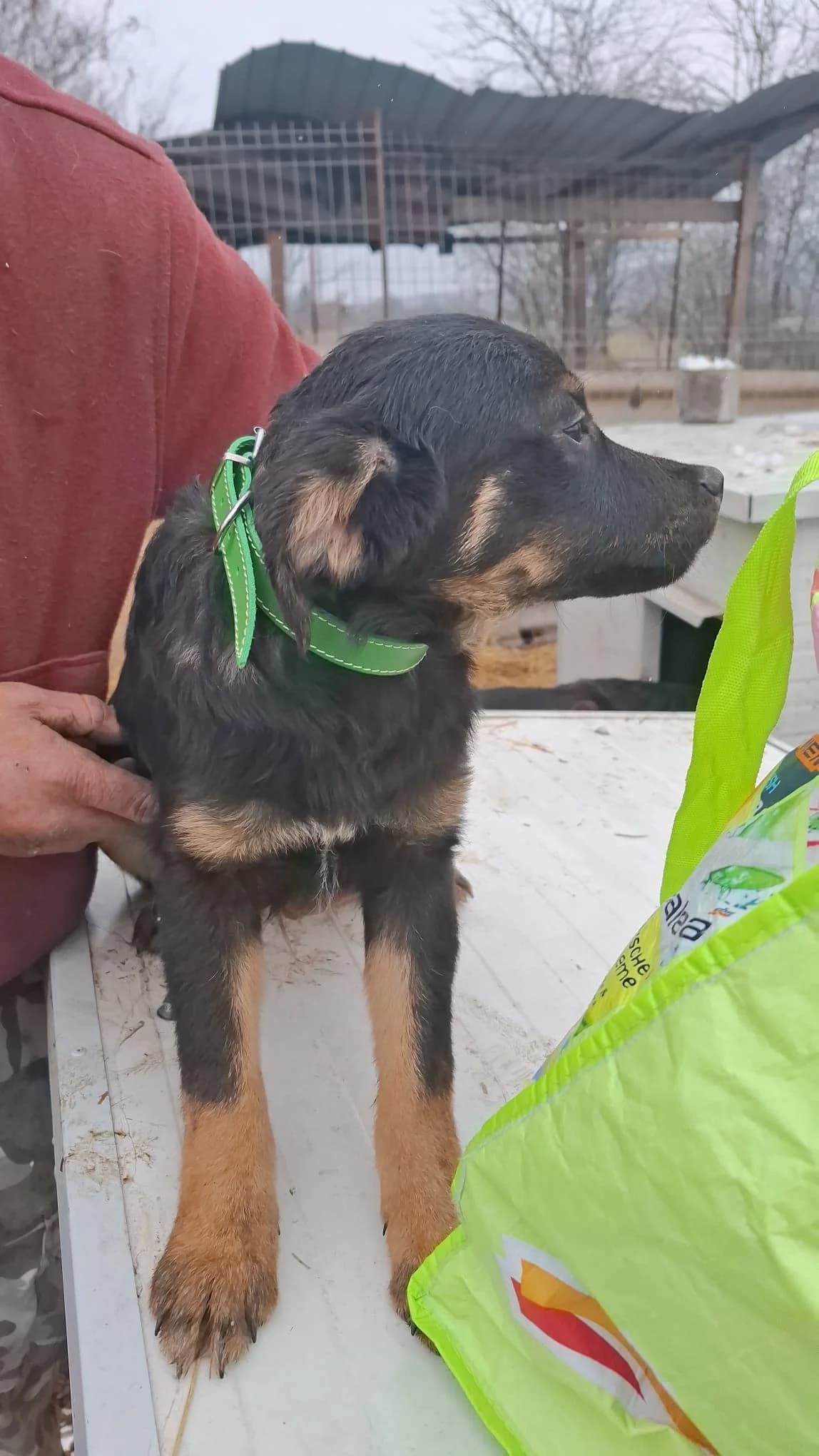 Pace, male puppy Mixed Breed for adoption at Glückshunde Schweiz, Glueckshunde