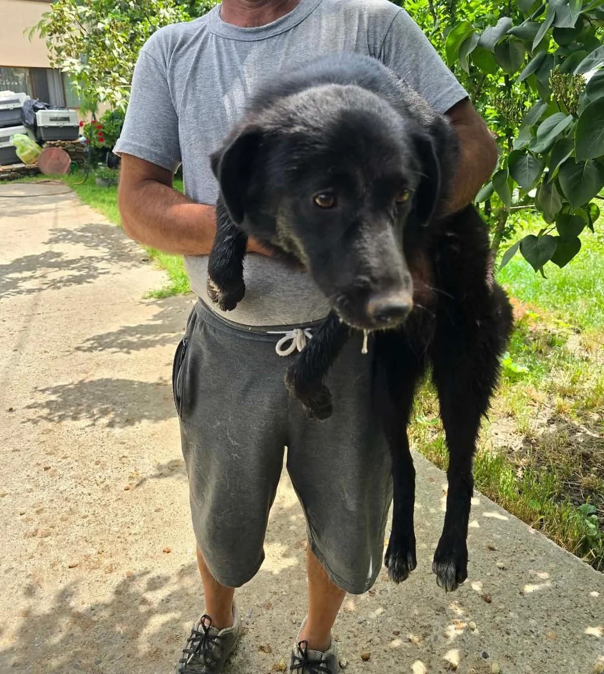 Paulo, male young Mixed Breed for adoption at Glückshunde Schweiz, Glueckshunde