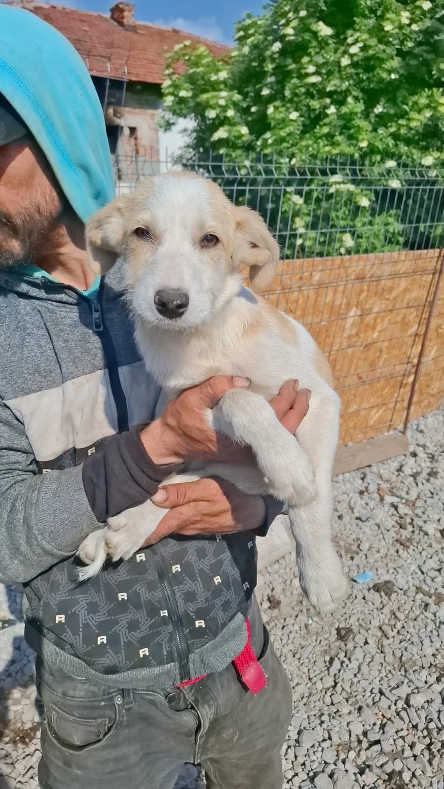 Pepsi, Mixed Breed (Glückshunde Schweiz)