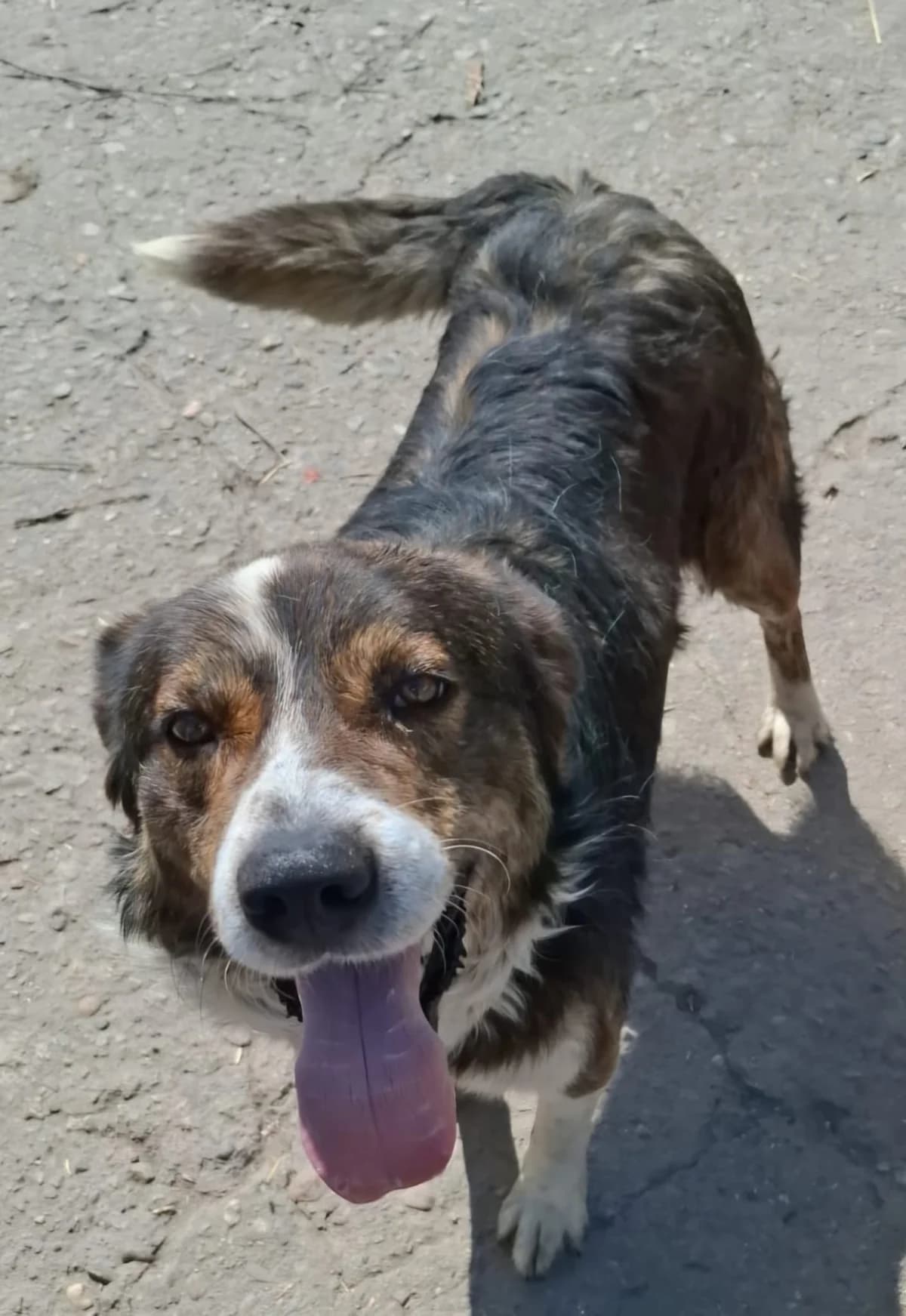 Pino, male 3yo Mixed Breed for adoption at Glückshunde Schweiz, Glueckshunde