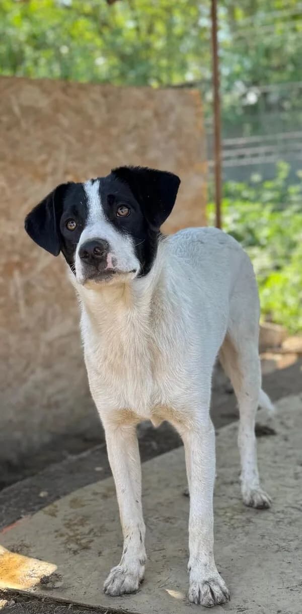 Pride, male Mixed Breed for adoption at Glueckshunde