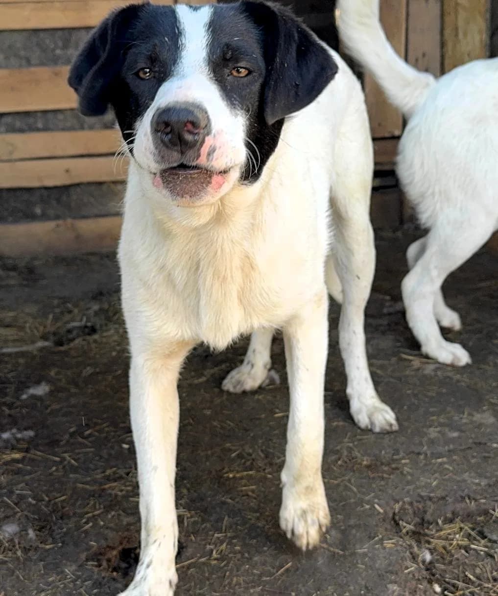 Pride, male Mixed Breed for adoption at Glückshunde Schweiz, Glueckshunde photo 2