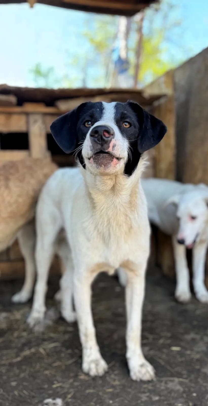Pride, male Mixed Breed for adoption at Glückshunde Schweiz, Glueckshunde photo 3