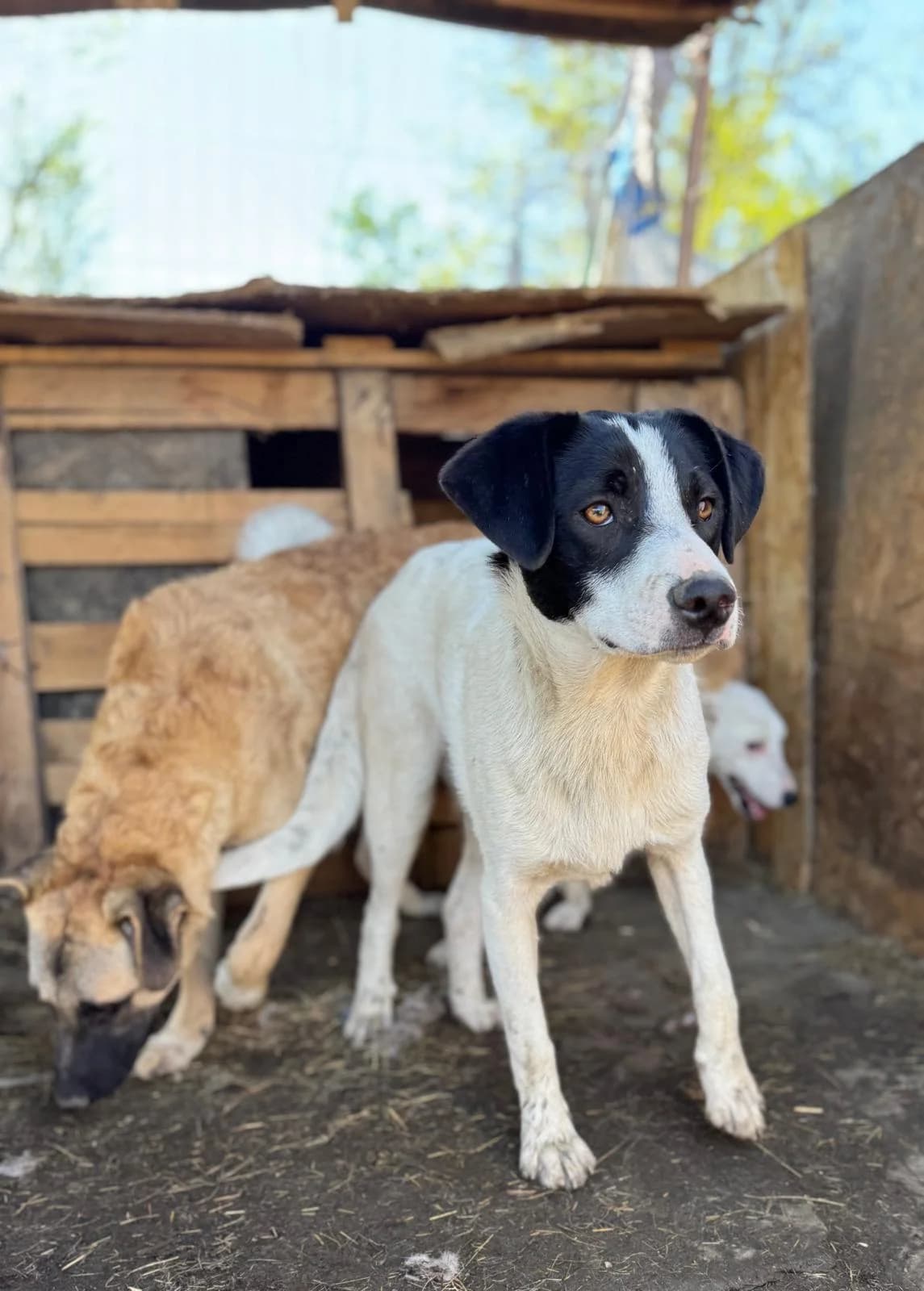 Pride, male Mixed Breed for adoption at Glückshunde Schweiz, Glueckshunde photo 4
