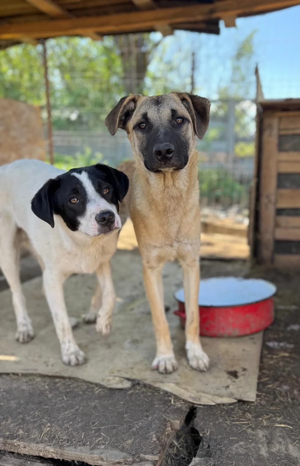 Pride, male Mixed Breed for adoption at Glückshunde Schweiz, Glueckshunde photo 5