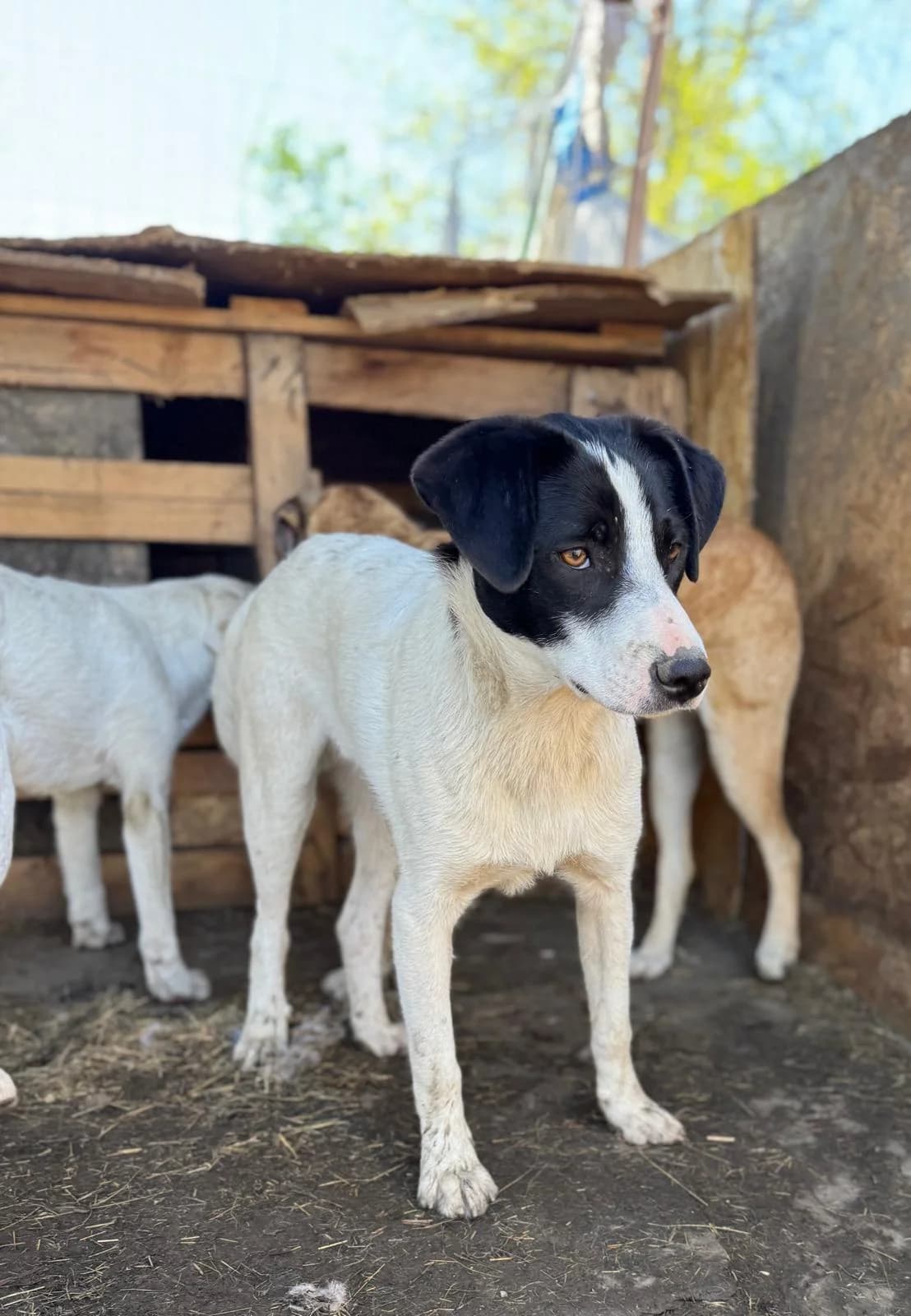 Pride, male Mixed Breed for adoption at Glückshunde Schweiz, Glueckshunde photo 6