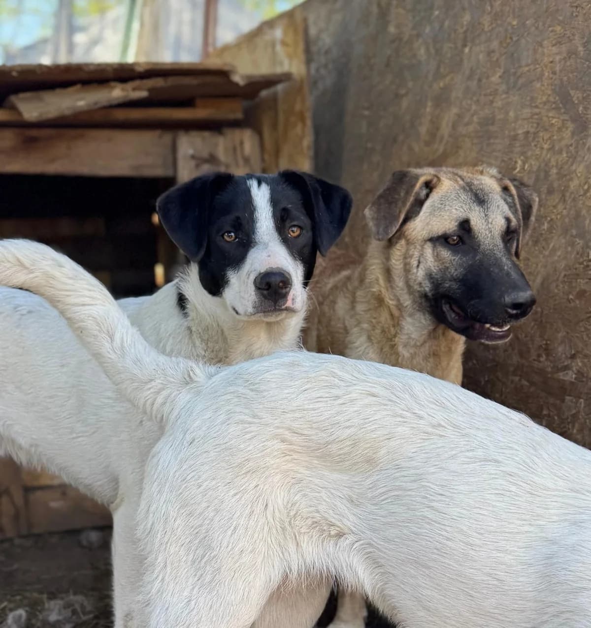 Pride, male Mixed Breed for adoption at Glückshunde Schweiz, Glueckshunde photo 8